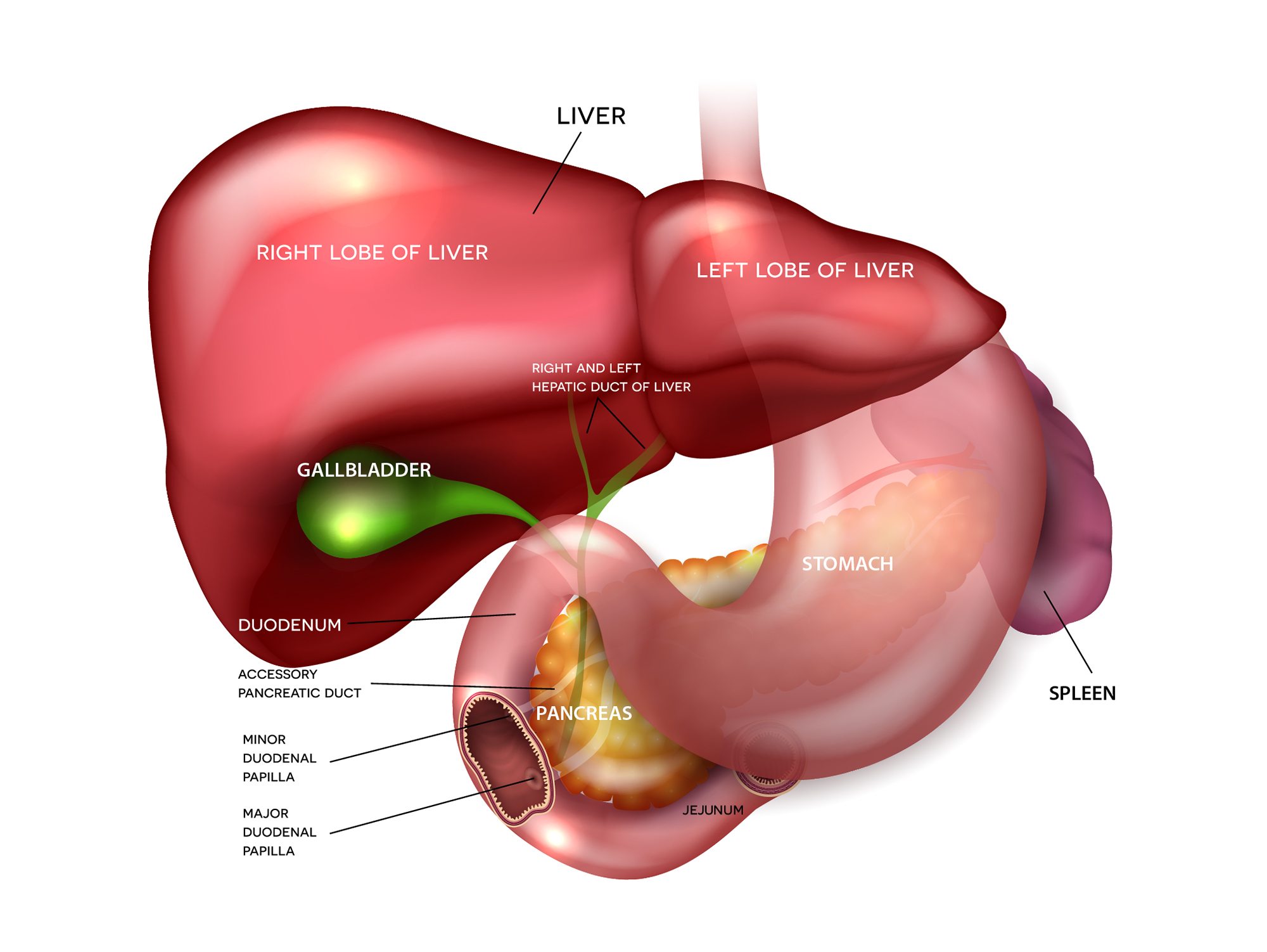 Liver Gallbladder and Pancreas